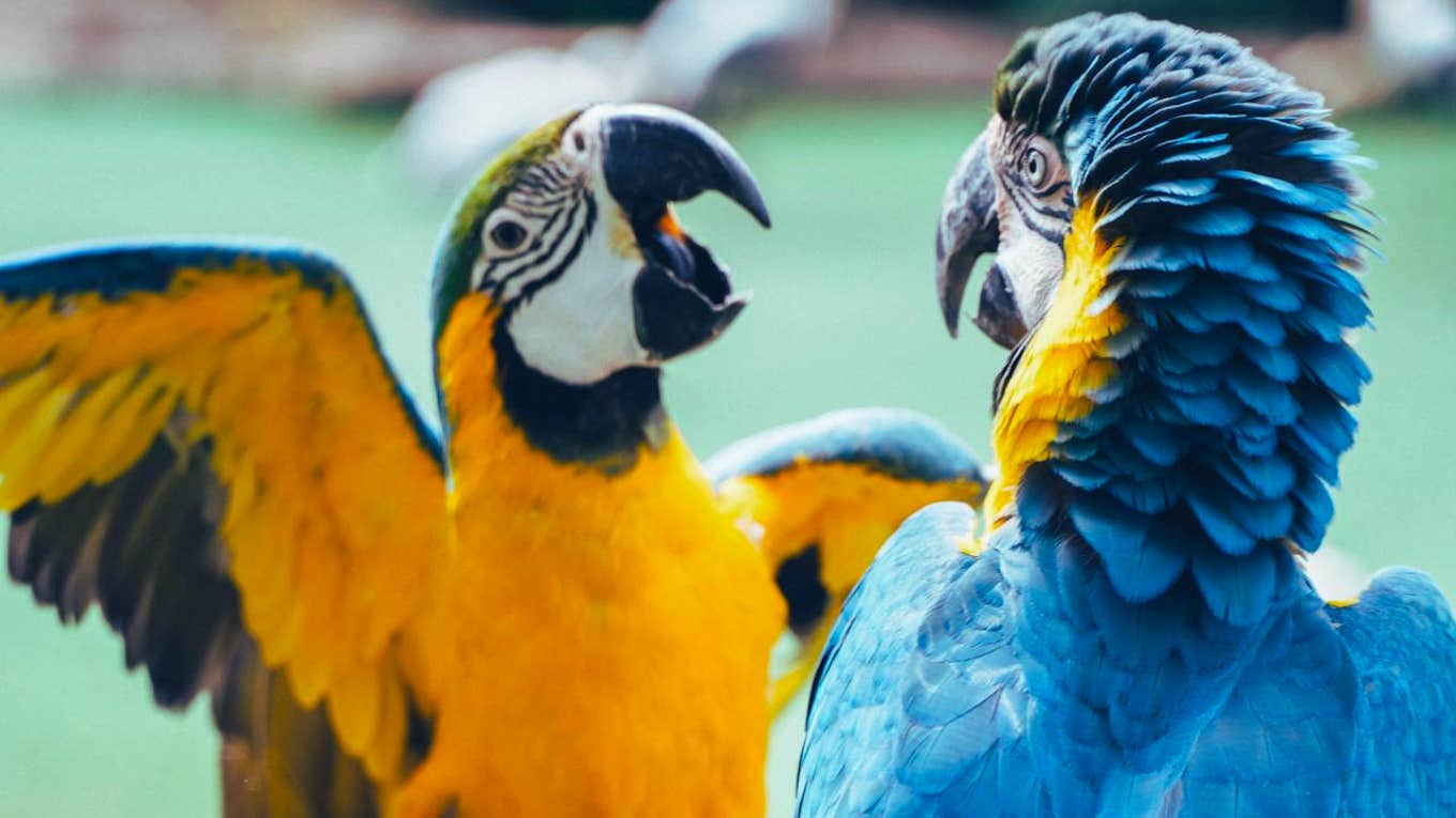 parrots squawking 