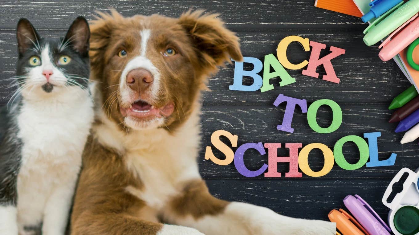 dog and cat stressed about back to school 