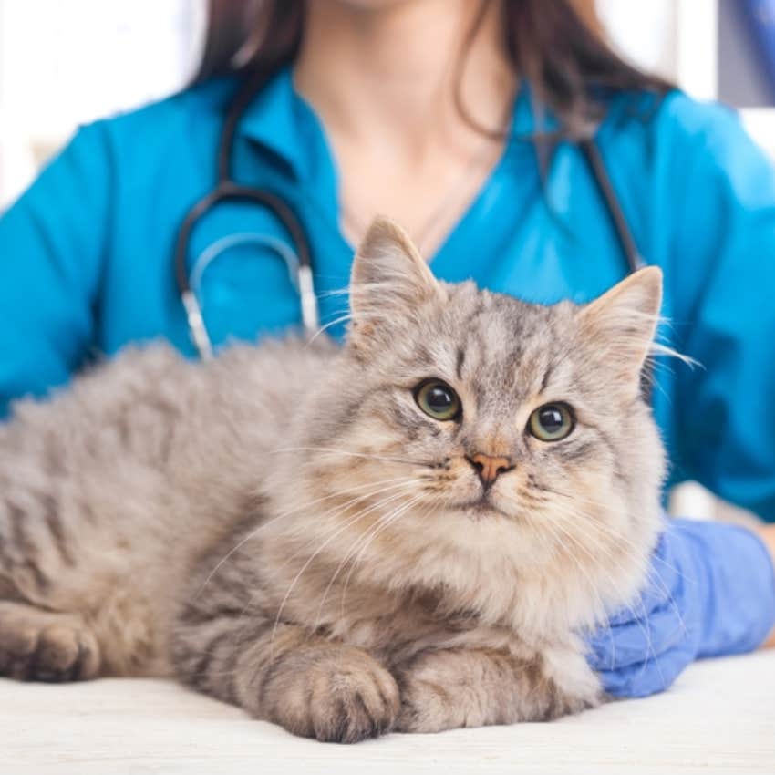 vet and cat