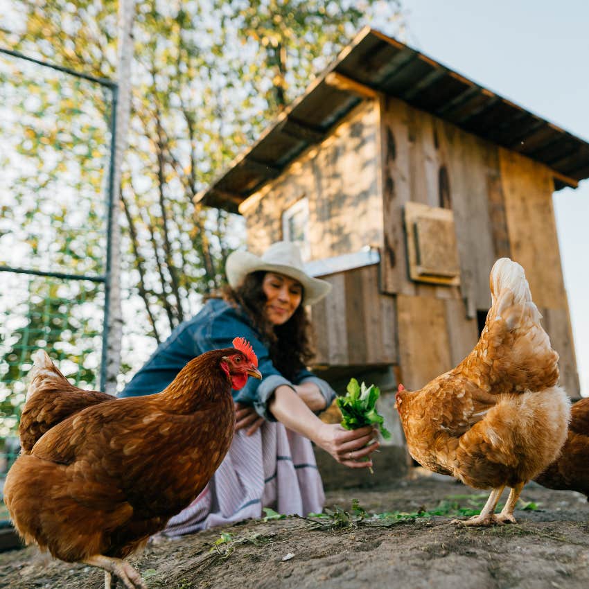 A woman measuring the size of a chicken