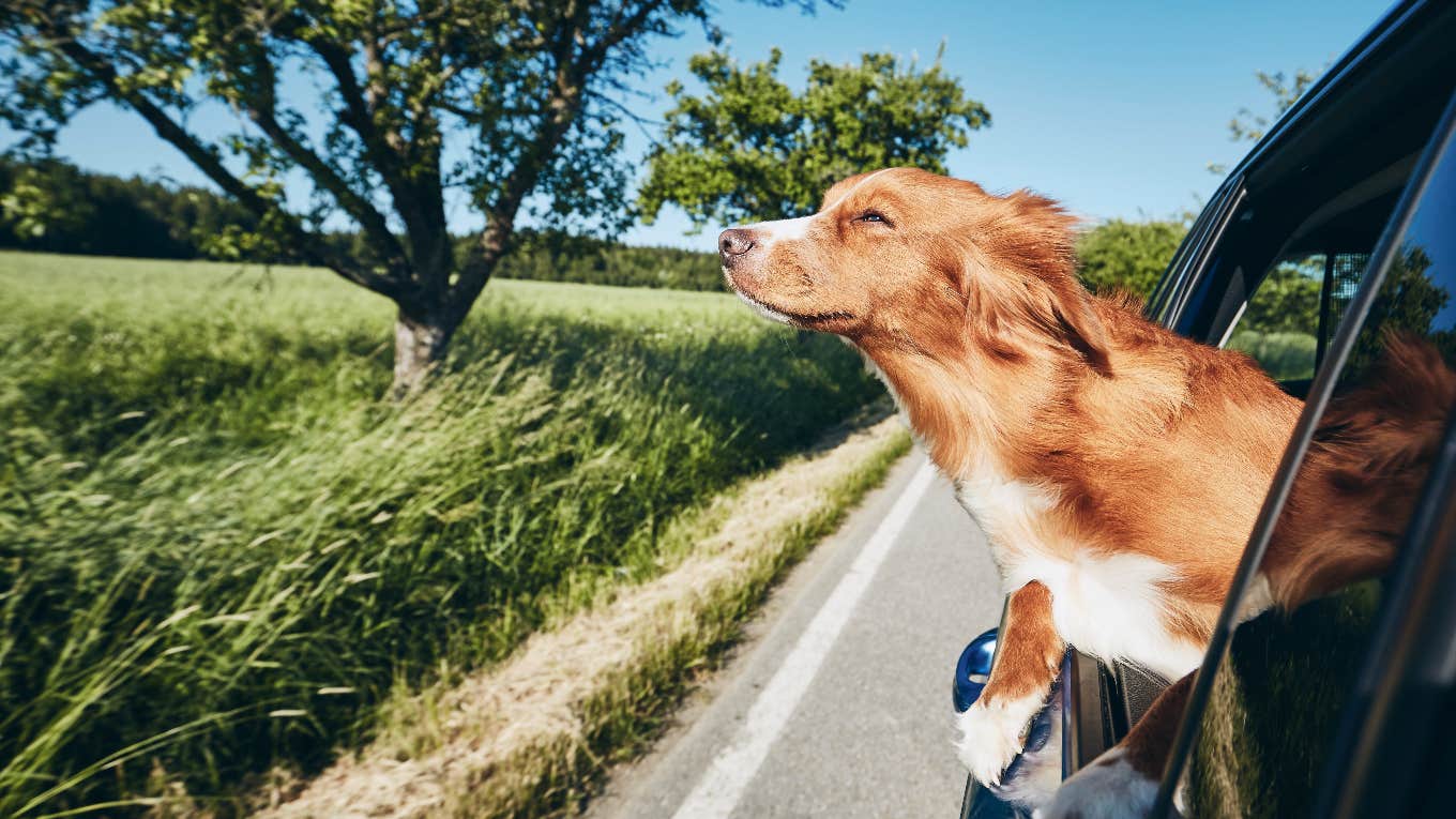 Dog hanging its head out of a car window