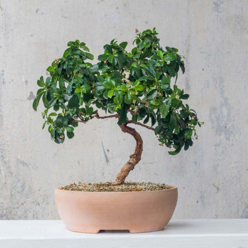 bonsai tree