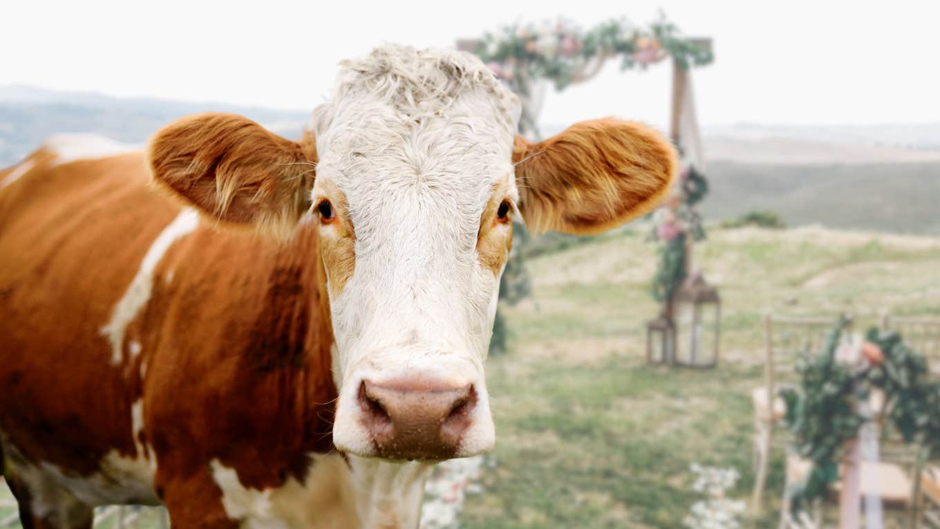 Farm animal waiting for Hurricane Helene flooding at an outdoor wedding. 