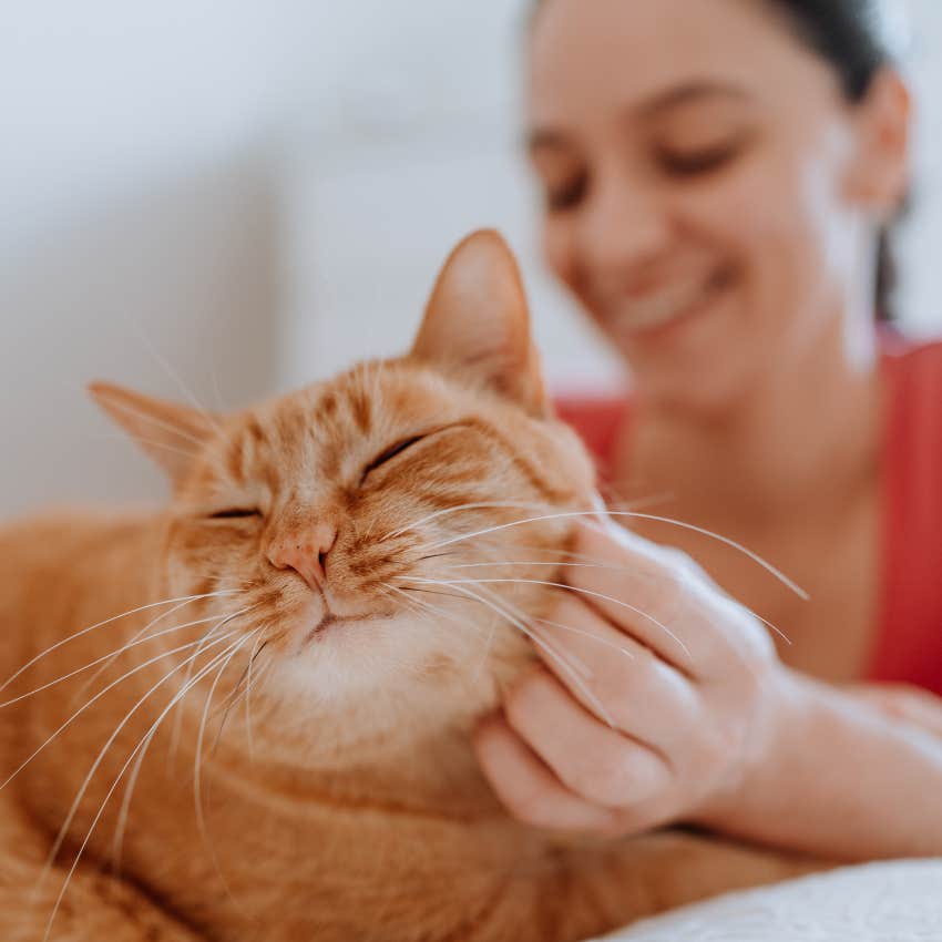 Cat owner petting their cat. 