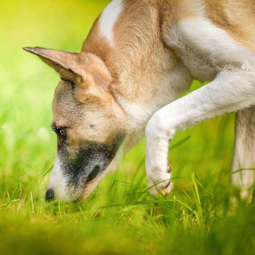 Bullied dog sniffing