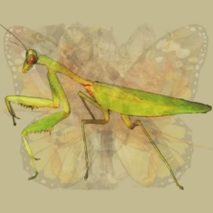 visual personality test dominant traits praying mantis