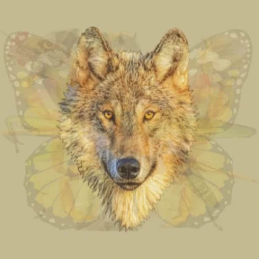 visual personality test dominant traits wolf