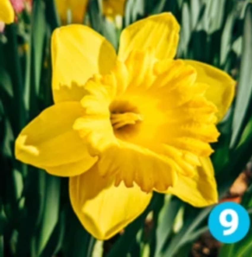 favorite flower personality test daffodil