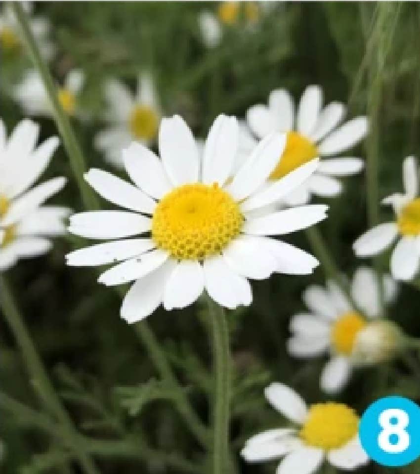 favorite flower personality test daisy