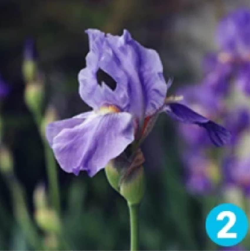 favorite flower personality test iris