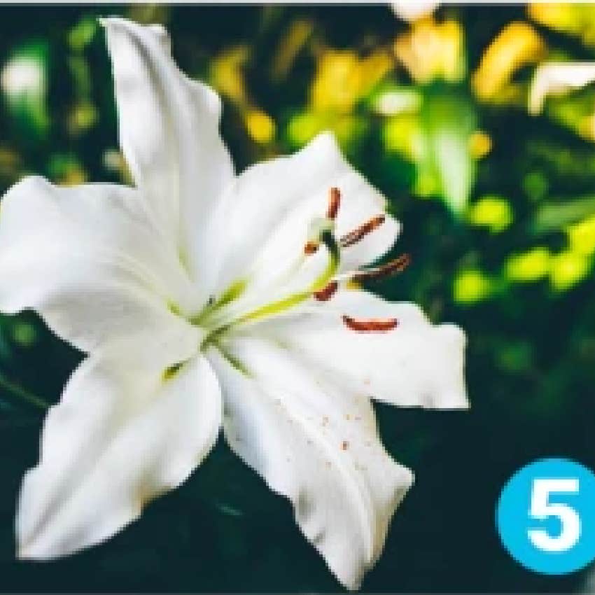 favorite flower personality test lily