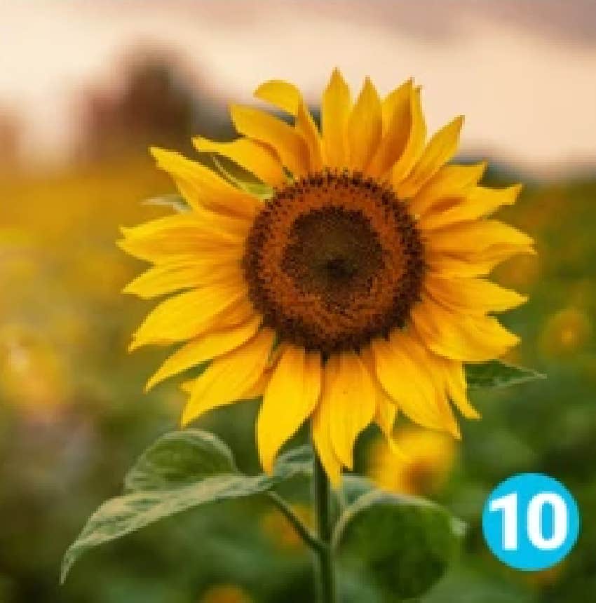 favorite flower personality test sunflower