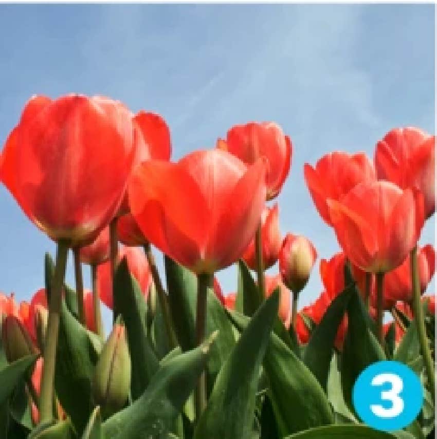 favorite flower personality test tulip