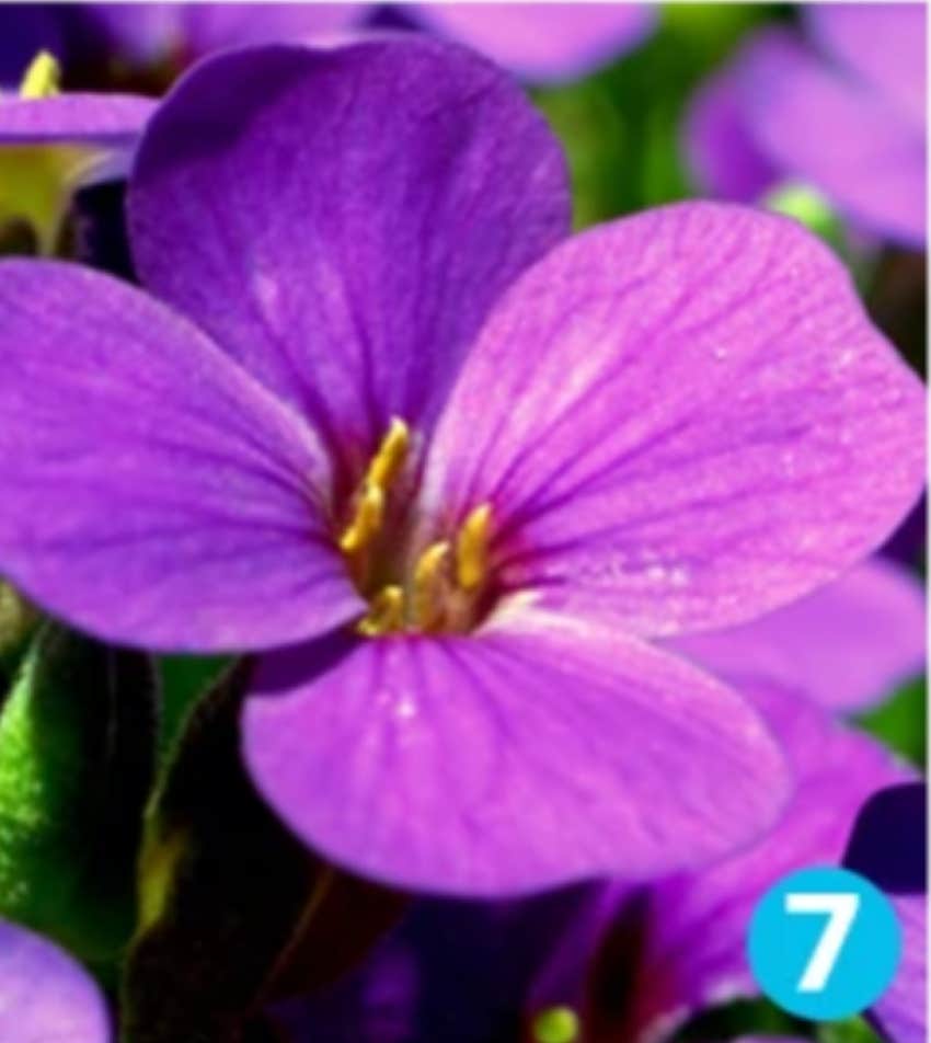 favorite flower personality test violet