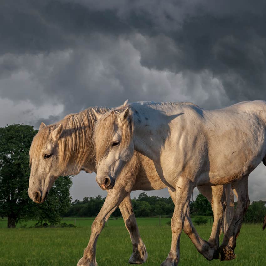 Horses walking near Hurricane Helene flooding outside. 