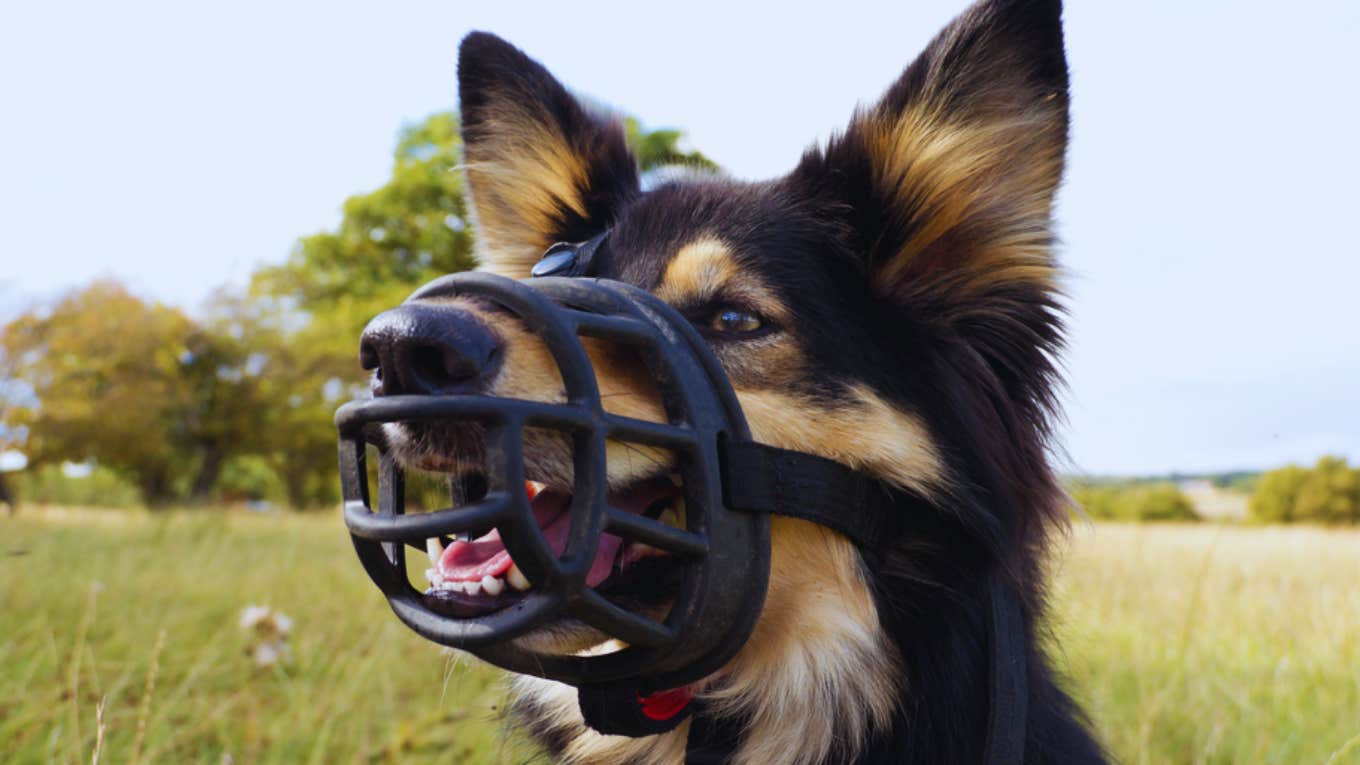 dog wearing a muzzle 