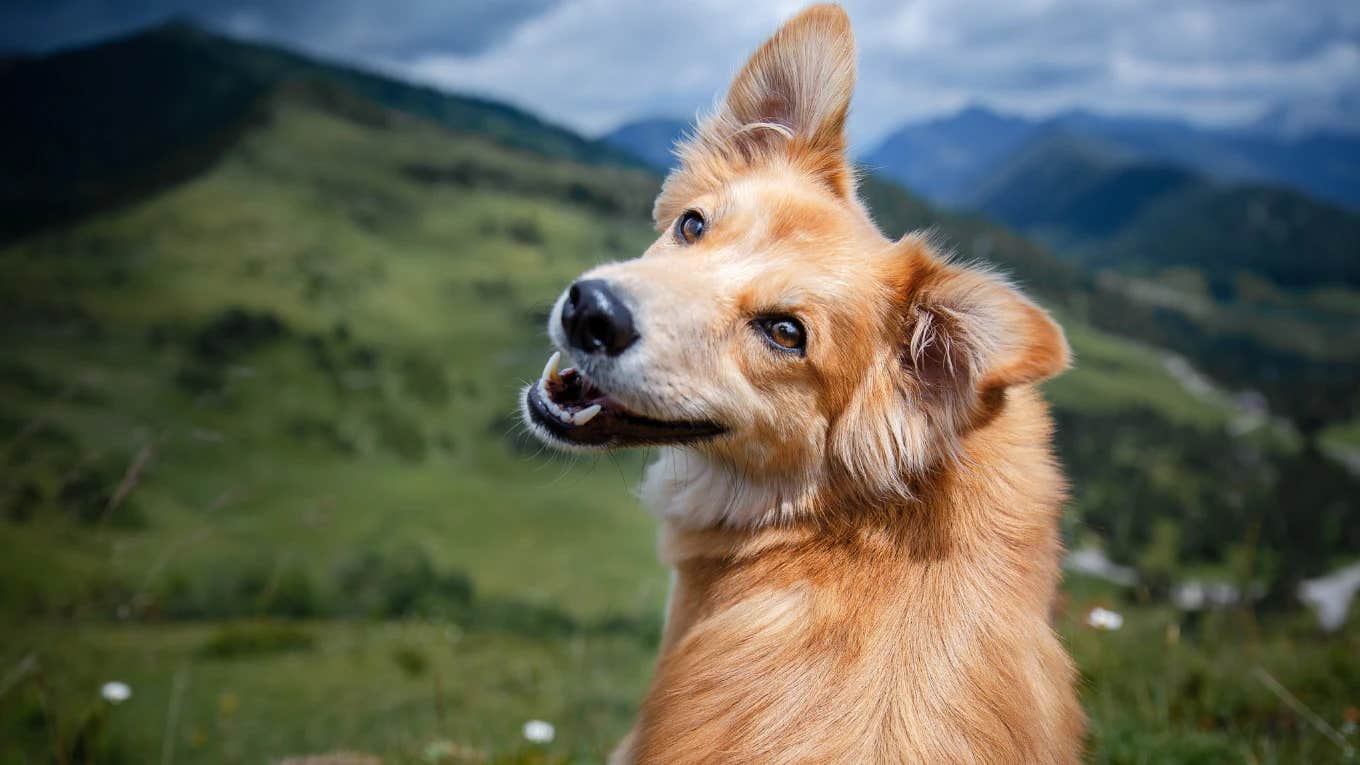 Happy dog on a mountain