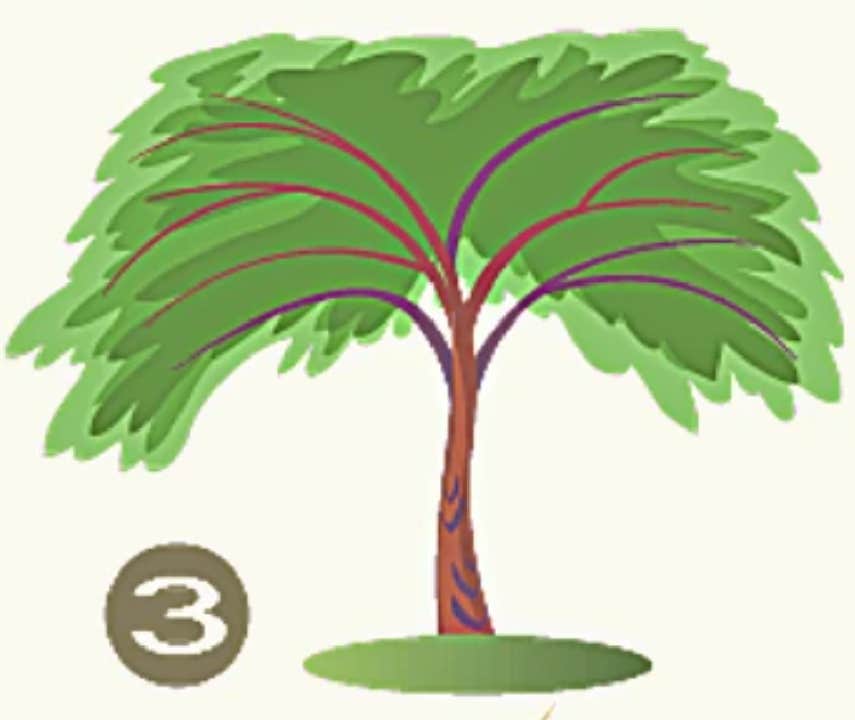 pick a tree personality test 3