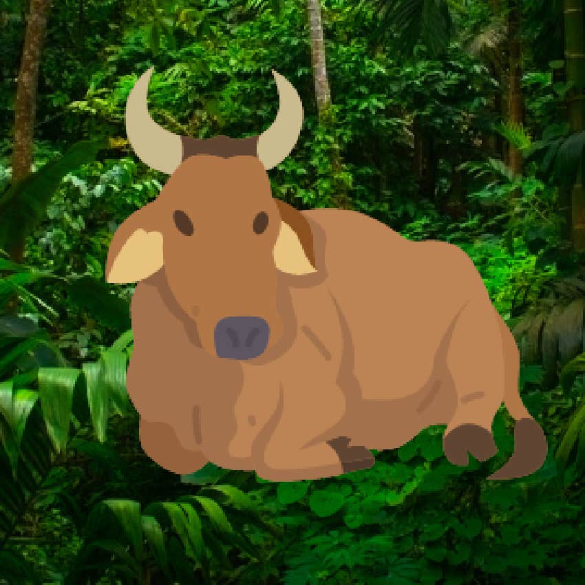 rainforest personality test cow