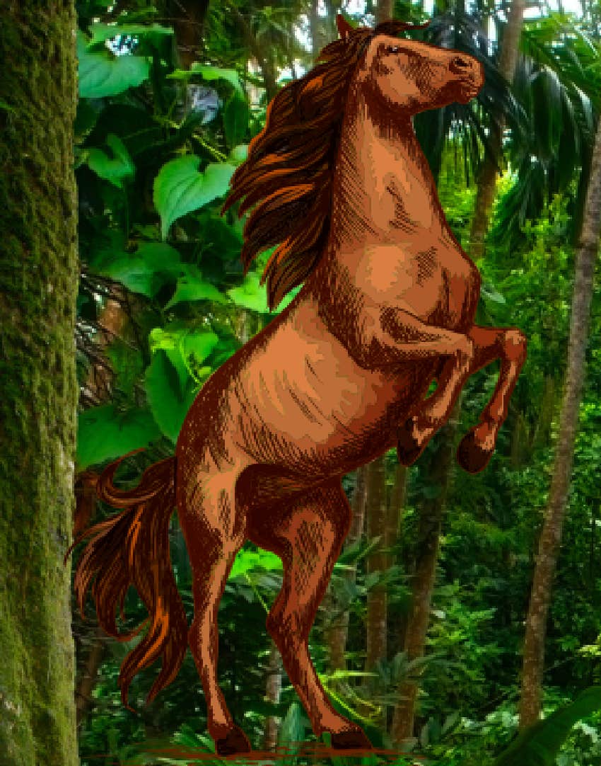 rainforest personality test horse