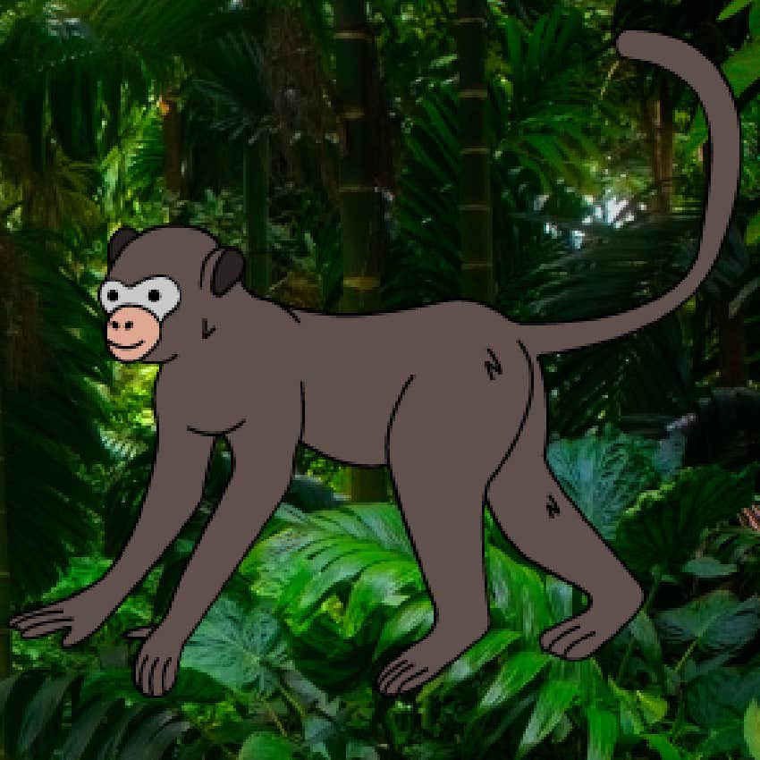 rainforest personality test monkey