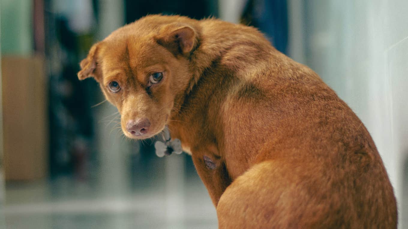 Sad dog who is bullied by another dog