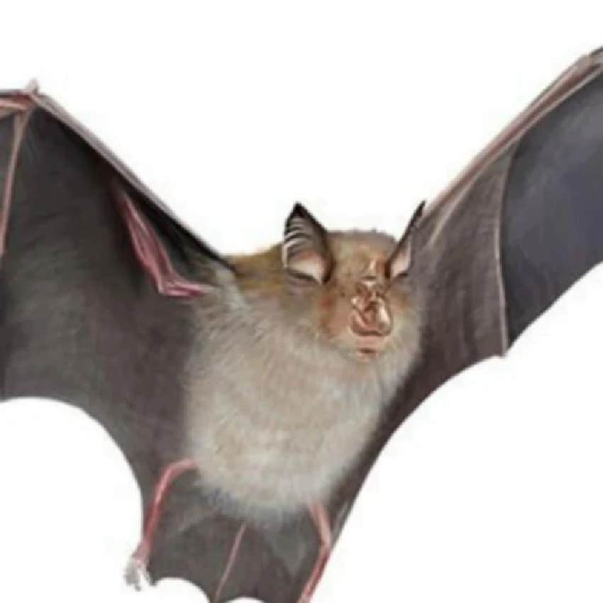 spirit animal personality test bat