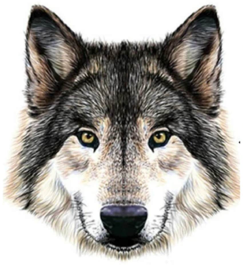 spirit animal personality test wolf