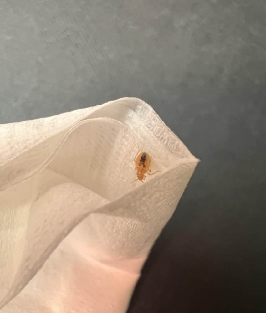 Bed Bug Crawls On American Airlines Passenger During Flight Reddit Post 