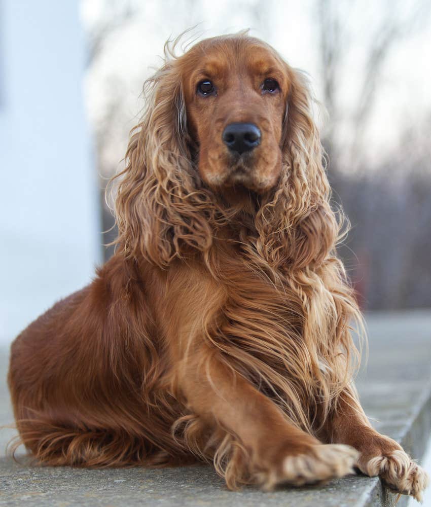 Cocker Spaniel lying down outside