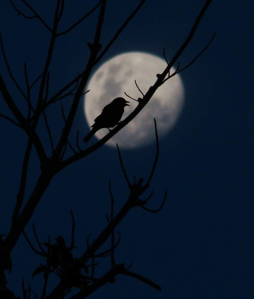 silhouette of a bird in a tree during a winter full moon