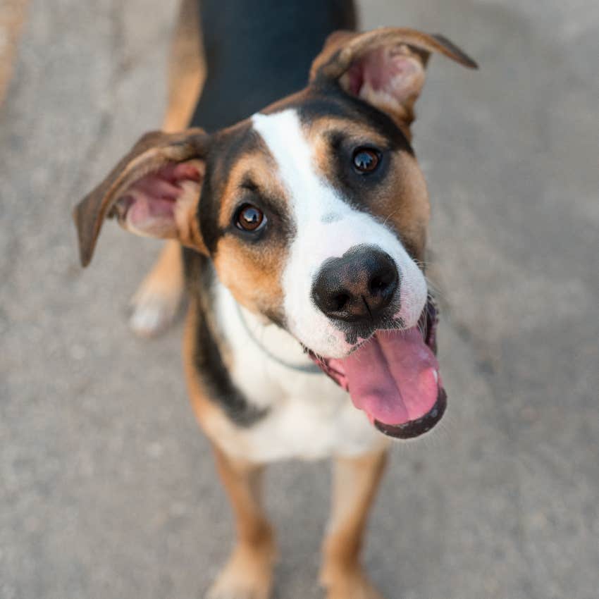 Happy dog at wild wedding