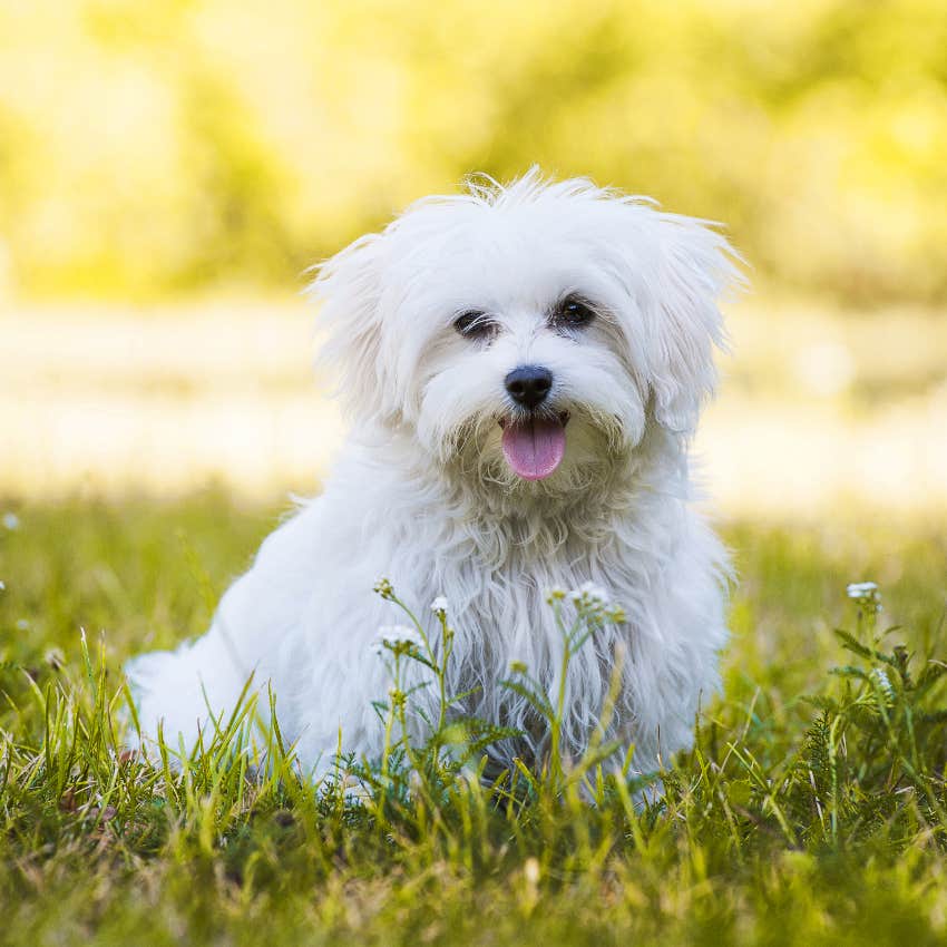 Happy Maltese