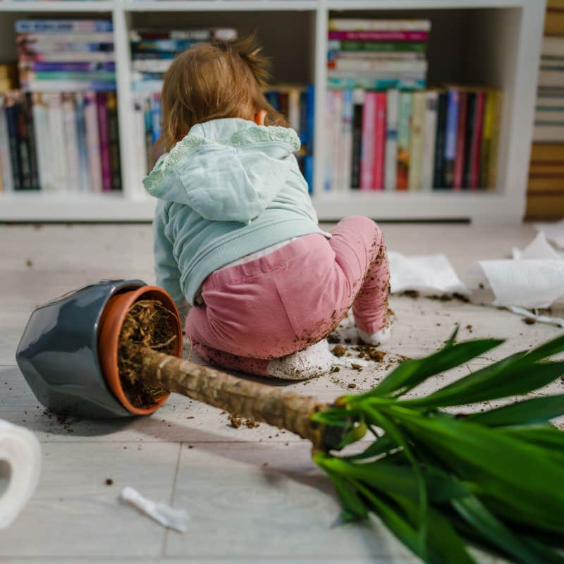 toddler knocking over plant on floor