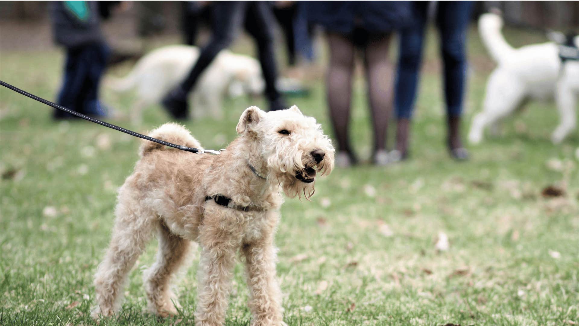 dog at a dog park