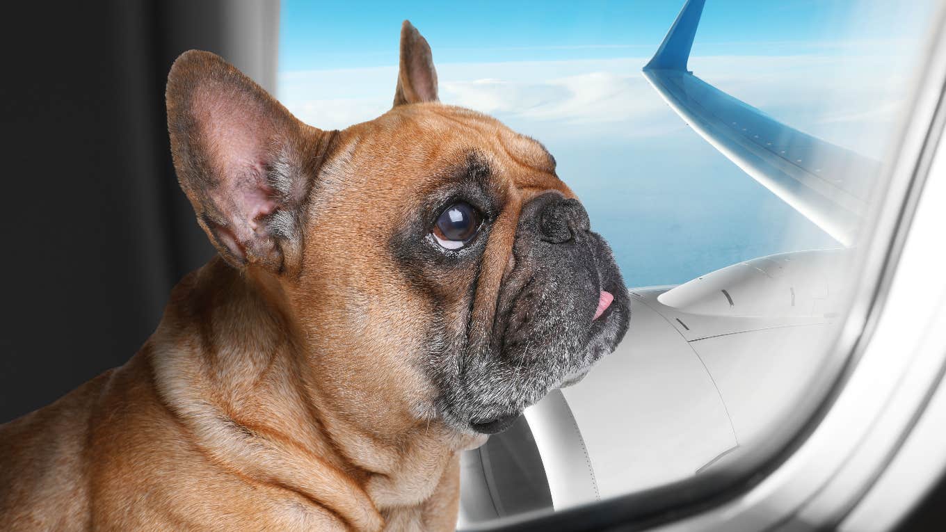 Dog on airplane