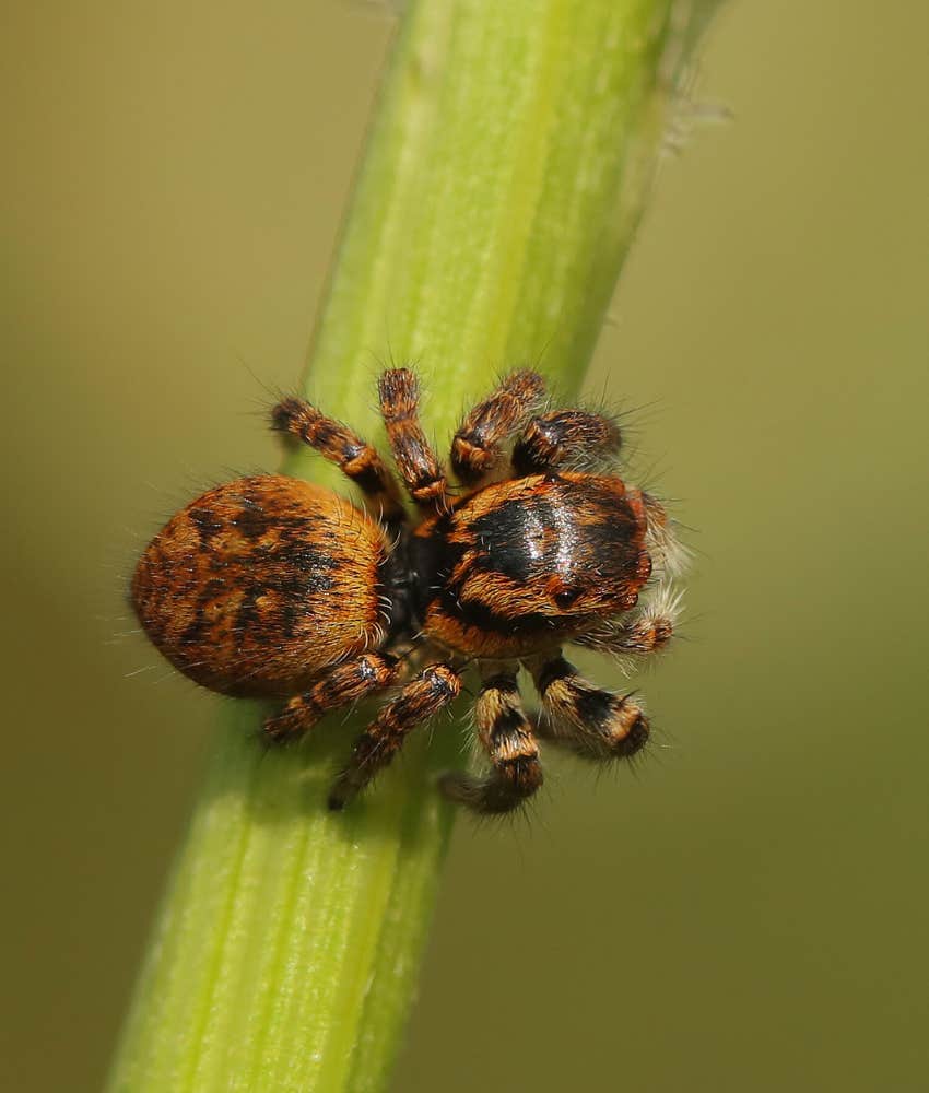 cute little spider on a plant stem