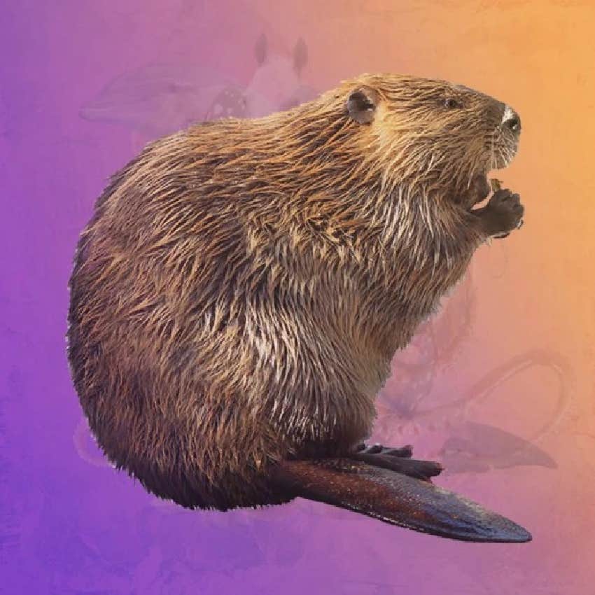 visual test true personality beaver