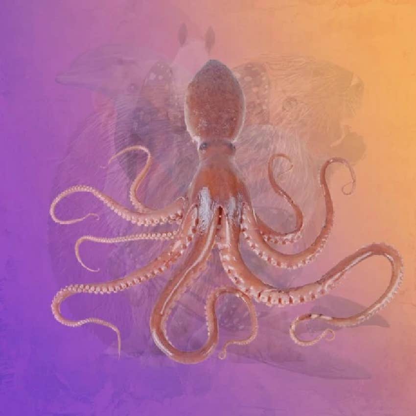 visual test true personality octopus