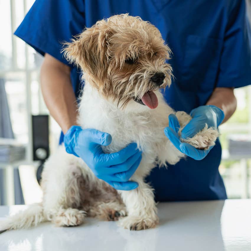 Dog at the vet