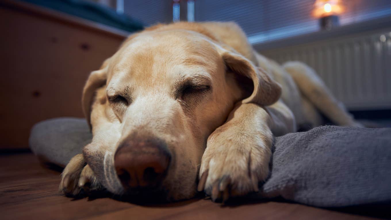 Dog is dreaming about certain things when he twitches.