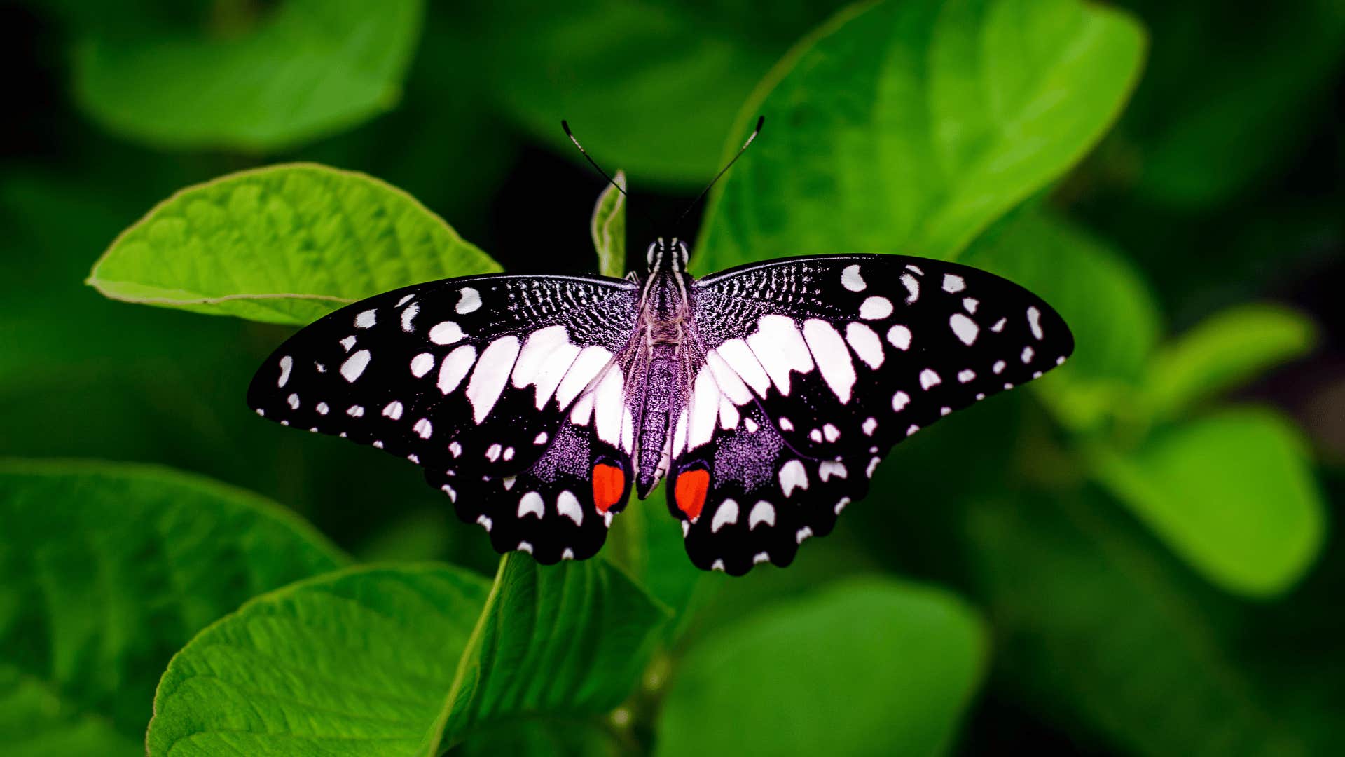 butterfly on a leaf