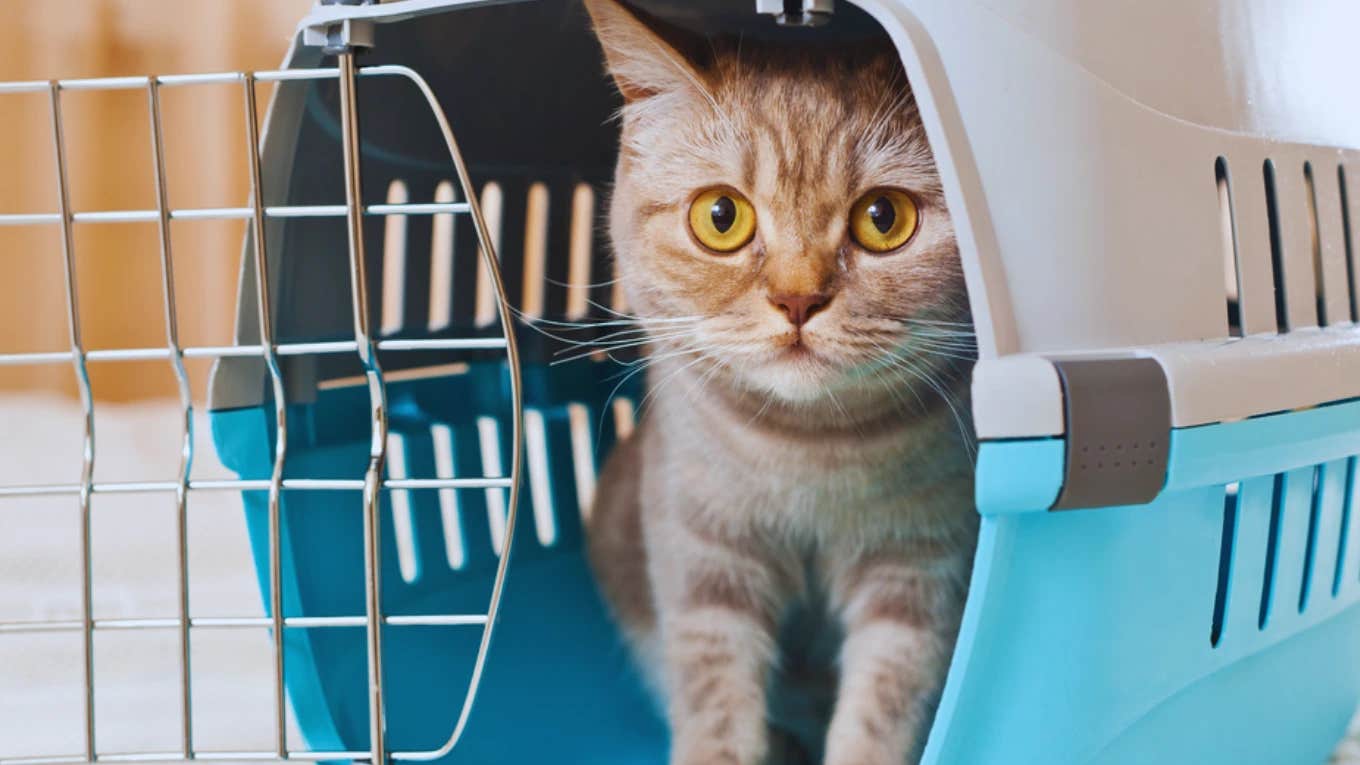 Cat in carrier at airport