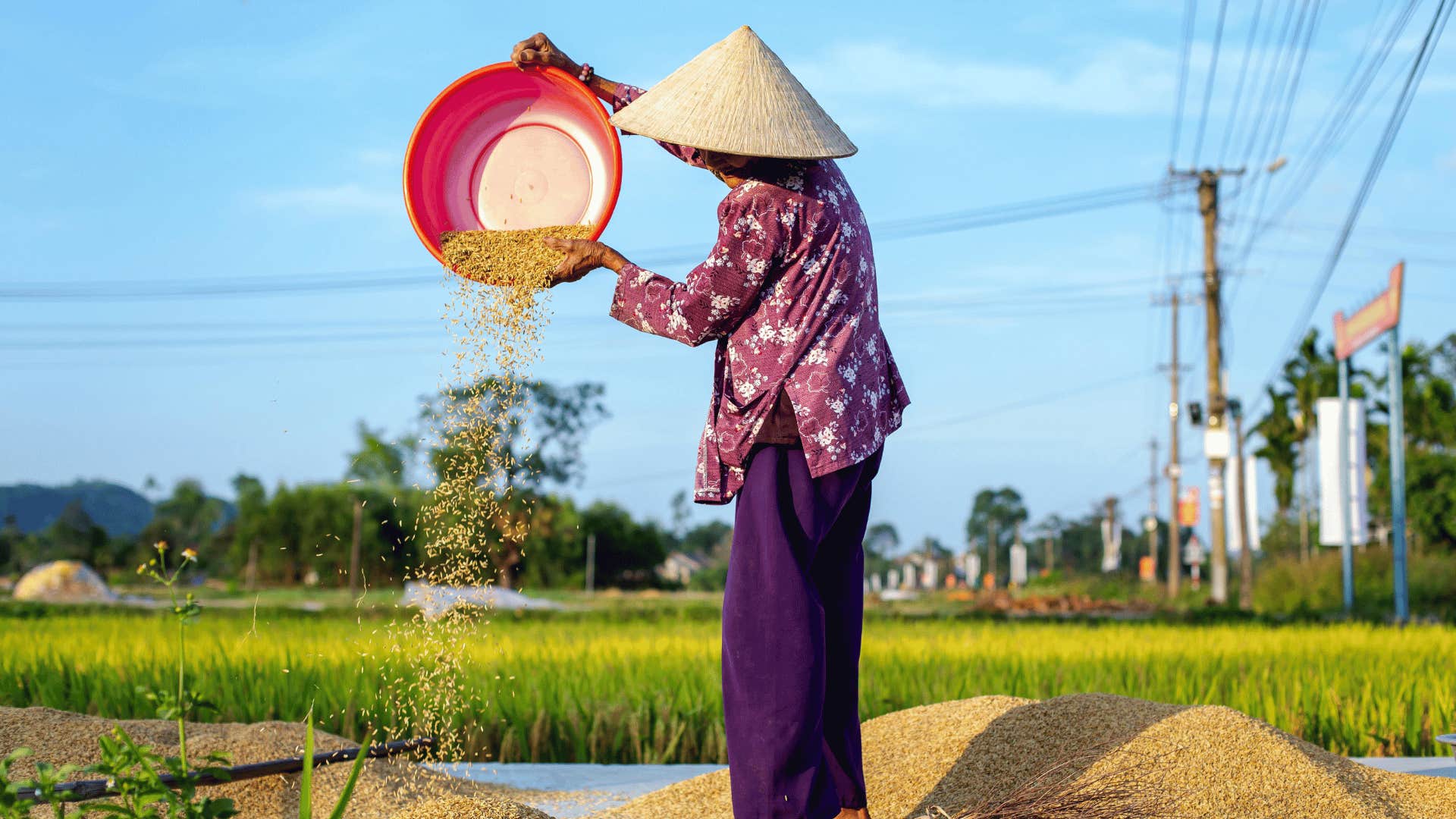 rice farmer