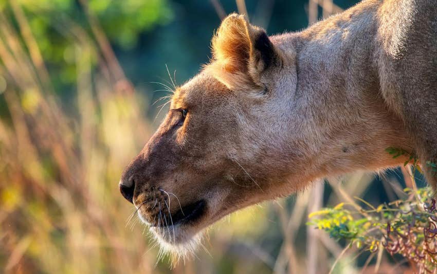 Lioness, close up