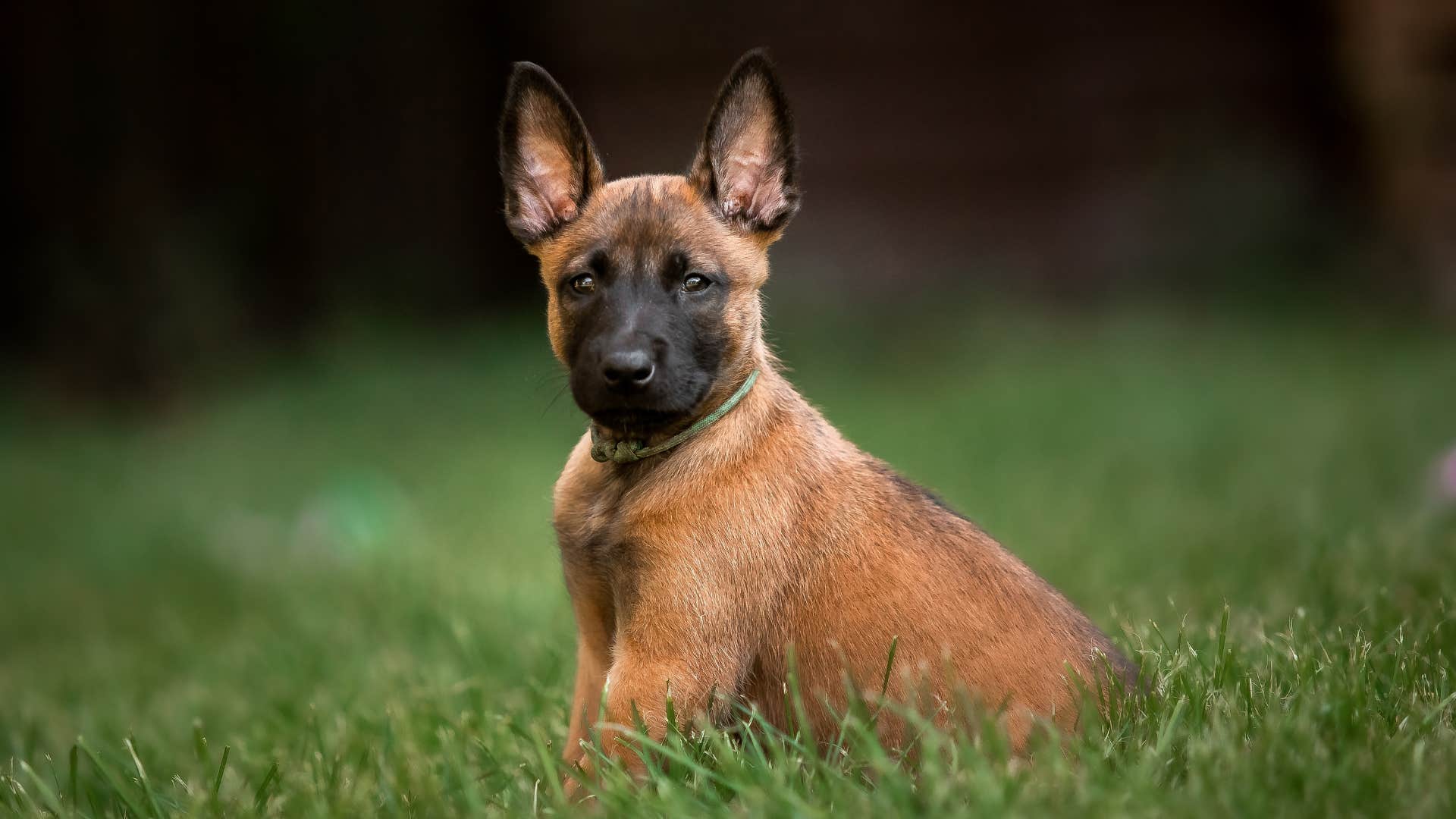 Belgian malinois dog breed veterinarian wouldn't own 