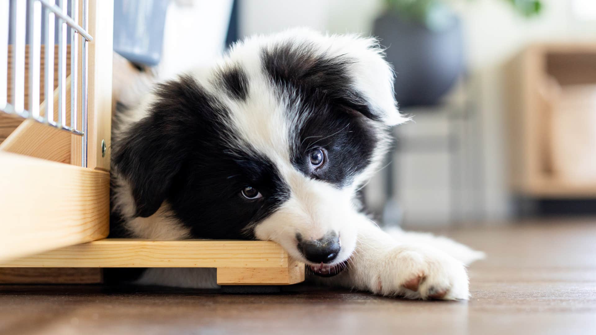 Border collie dog breed veterinarian wouldn't own 