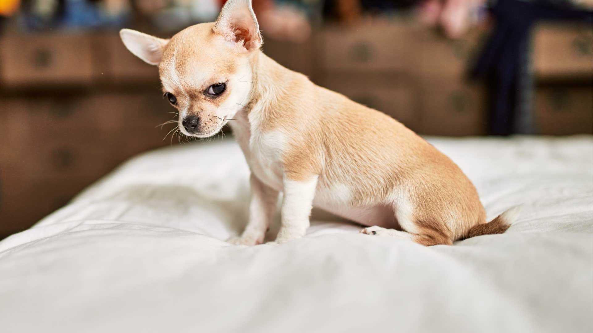 Chihuahua dog breed veterinarian wouldn't own 