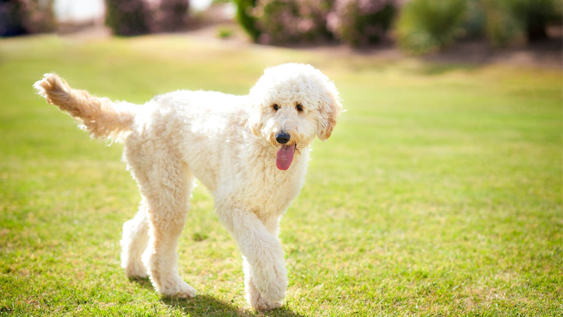 Golden doodle dog breed veterinarian wouldn't own 