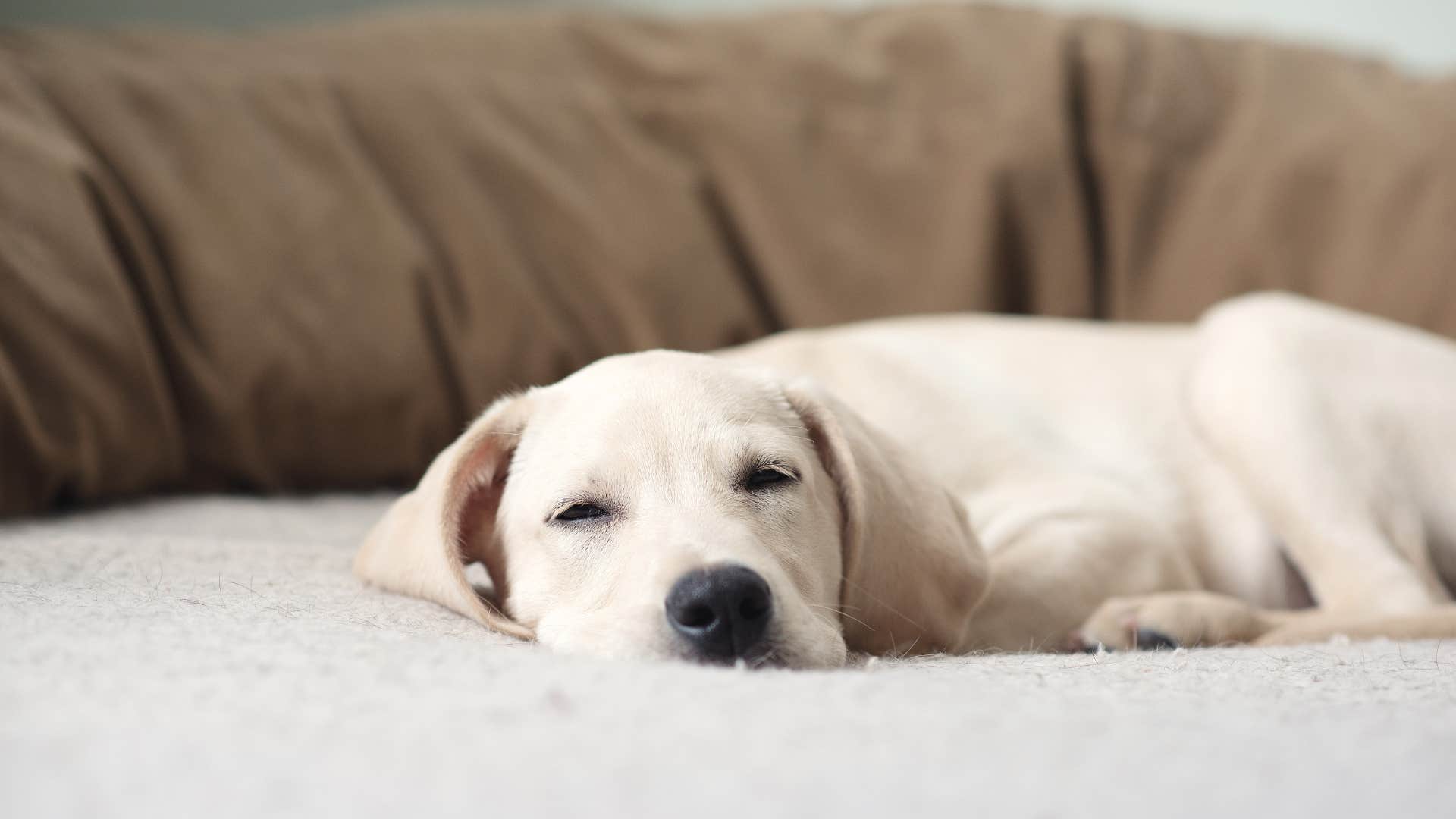 Labrador dog breed veterinarian wouldn't own 